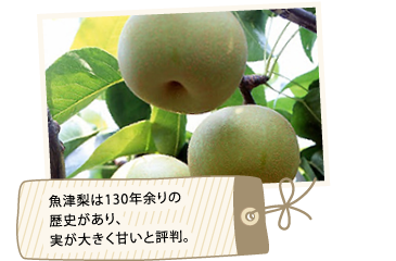 魚津産は130年余りの歴史があり、実が大きく甘いと評判。」