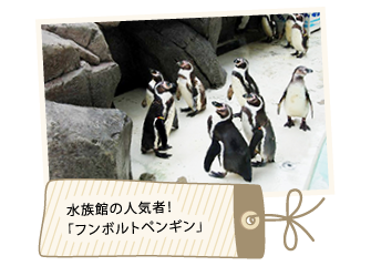 水族館の人気者！「フンボハトペンギン」
