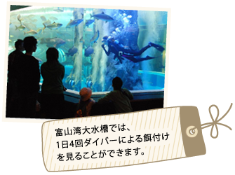 富山湾大水槽では1日4回ダイバーによる餌付けをみることができます。