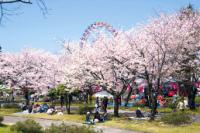 魚津総合公園の桜