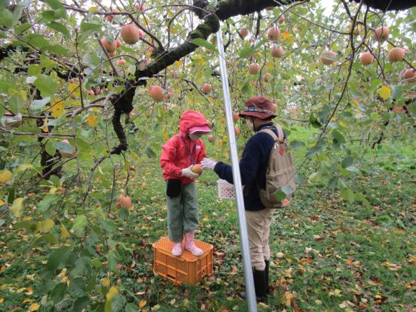 りんご収穫3