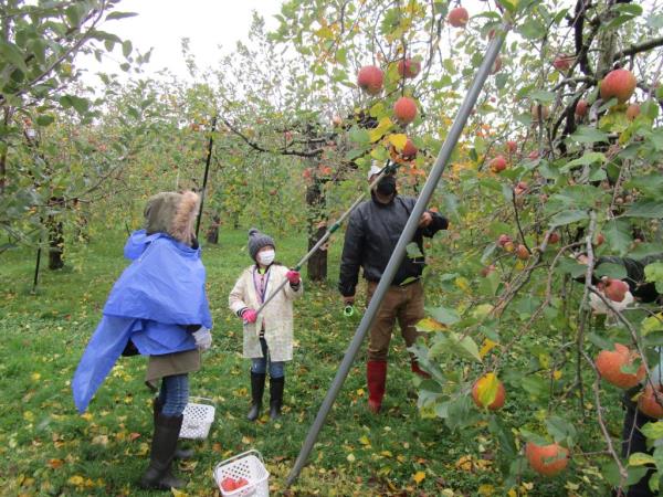 りんご収穫4