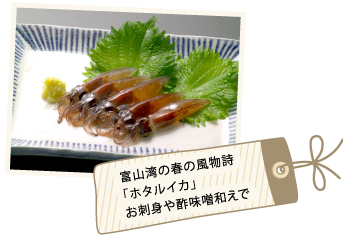 富山湾の春の風物詩「ホタルイカ」お刺身や酢味噌和えで